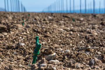 Young plantings of grapes