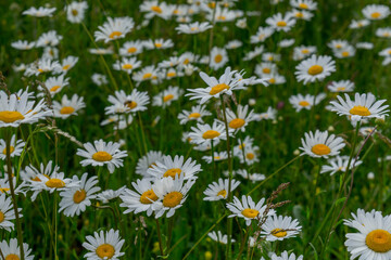 Fototapeta premium Field daisies