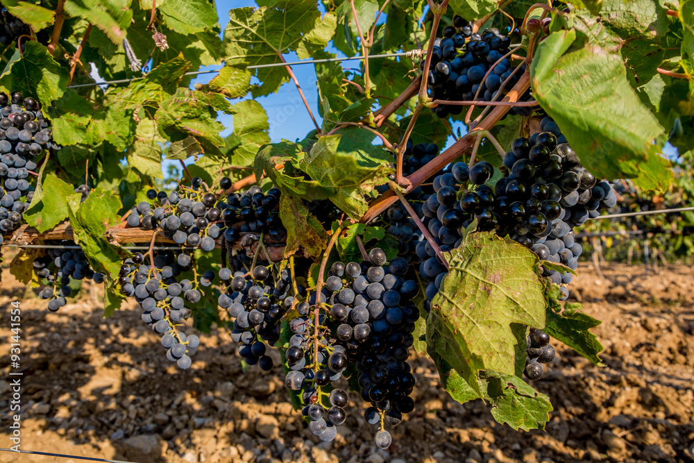 Wall mural ripe grapes