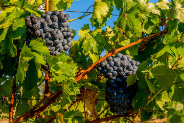 Ripe grapes