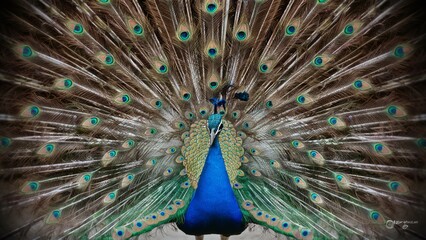 Obraz premium peacock with feathers