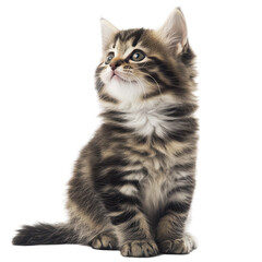 Obraz premium Elegant Bengal Kitten Sitting, Isolated on Transparent Background, Ideal for Cat Breeds and Pet Themes