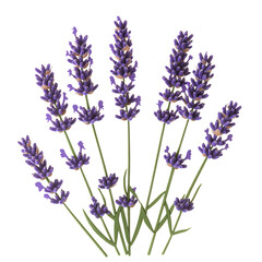 Obraz premium Lavender Flowers in Bloom, Isolated on Transparent Background, Suitable for Aromatherapy and Floral Themes