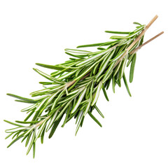 Fototapeta premium Aromatic Fresh Rosemary, Isolated on Transparent Background, Perfect for Culinary and Medicinal Uses