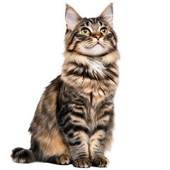 Majestic Tabby Cat Sitting, Isolated on Transparent Background, Great for Pet and Domestic Animal Themes