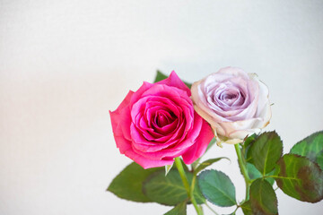 ピンクと紫のばら