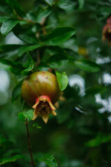 pomegranate on a branch, close up