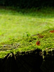 Hiking in the Argonne forest in France - Texture of green moss on a bench
