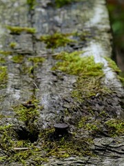 Hiking in the Argonne forest in France - Texture of green moss on a bench