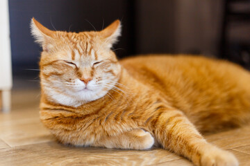 Beautiful red cat close-up. The ginger funny cat is looking away and relax on the floor on black background.
