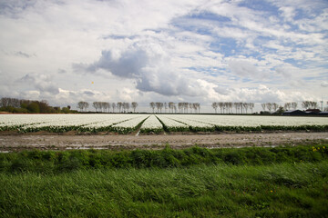 Fields of flowering tulips where flower bulbs are grown on Goeree-Overflakkee attracting dutch tourist