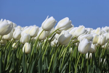 Fields of flowering tulips where flower bulbs are grown on Goeree-Overflakkee attracting dutch tourist