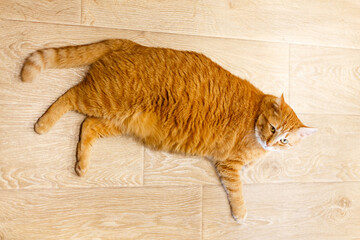 Adorable ginger kitten purebred straight lying on its back, top view, on a wooden background. Flat...