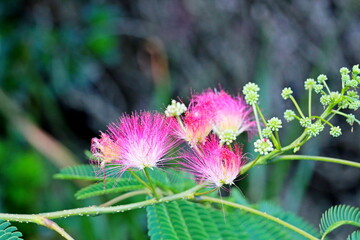 Albizia julibrissin, the Persian silk tree, pink silk tree, or mimosa tree with pink flowers