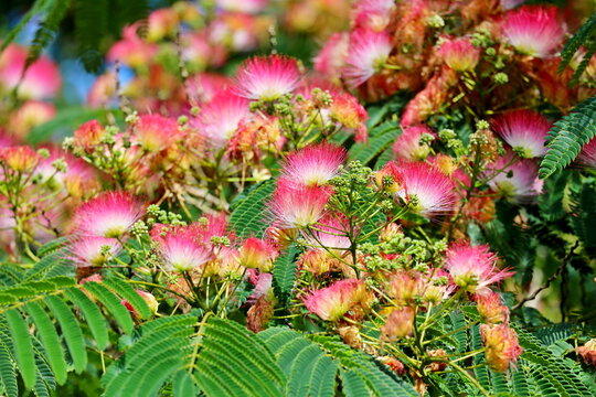Albizia julibrissin, the Persian silk tree, pink silk tree, or mimosa tree with pink flowers