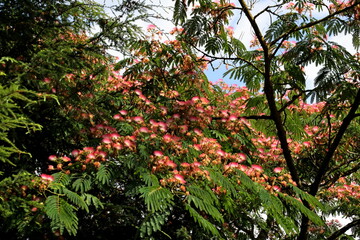 Albizia julibrissin, the Persian silk tree, pink silk tree, or mimosa tree with pink flowers
