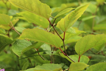 Leaves of Japanese knotweed as an invasive exotic species