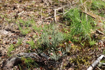 Purple flowers of heather in bloom on the Veluwe