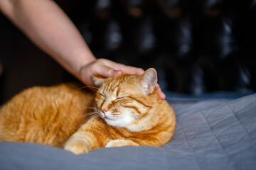 The photo depicts a cute ginger domestic cat lying contentedly while being stroked by its owner. The display of affection towards a beloved pet. Joy of pet ownership. Furry friends..
