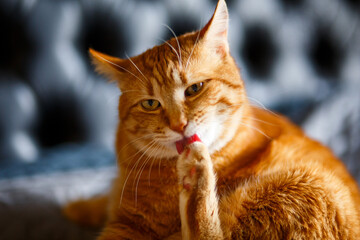 orange ginger cat licks his paws and licks the hair, washes himself on black blanked.