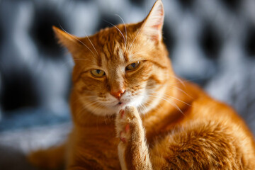 orange ginger cat licks his paws and licks the hair, washes himself on black blanked.