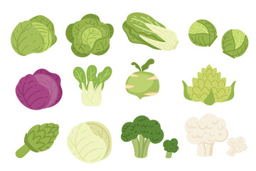 Set of assorted leafy vegetables including cabbage and lettuce. Different types of cabbages. Vector illustration isolated on white background