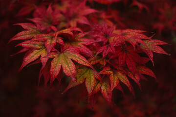 Japanese maple, red wet leaves