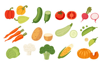 Big collection of fresh vegetables. Agriculture produce, harvest. Ripe fresh organic food. Vector illustration isolated on white background