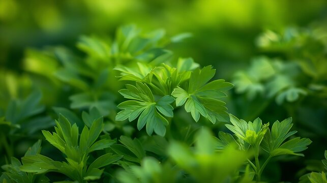 Leaves of the lovage plant Levisticum officinale fresh and dried : Generative AI
