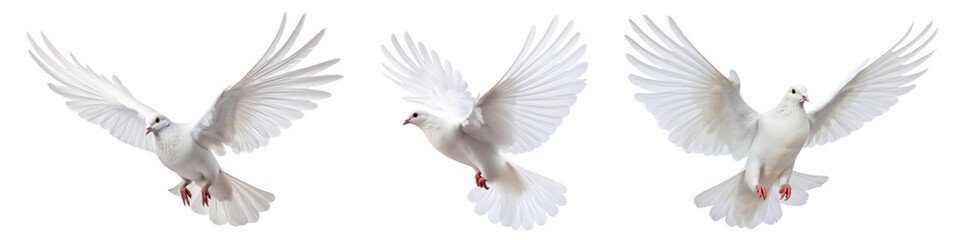 Obraz premium Dove bird png cut out element set