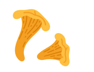Set of two golden chanterelle mushrooms. Healthy vegetarian food. Vector illustration isolated on white background
