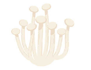 Enoki mushrooms. White asian tasty fungus. Vector illustration isolated on white background