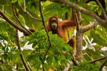 Sumatran orangutan in the nature habitat. Amazing sumatran jungle. Beautiful sumatran wildlife. Adventure paradise. Rare  and endangered species.