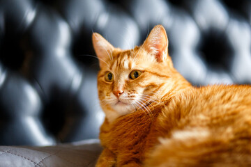 Beautiful red cat close-up. The ginger funny cat is looking at the camera and relax in bedroom on black background.