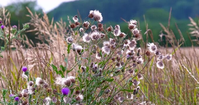 Close up of the carduus acanthoides, or the spiny plumeless thistle plant during summer, in full bloom, with its purple flowers and fluffy fruiting