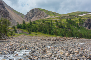 Conifer trees and big green hill top with steep sheer crags in sunlight. Long large herd of...