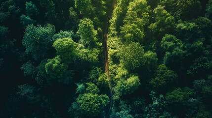 A drone shot of a dense, lush green forest with a clear pathway cutting through, highlighting the beauty of untouched nature.