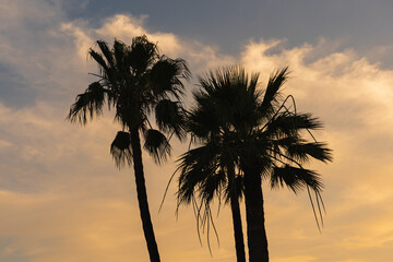 Obraz premium Silhouettes of three tropical palm trees against the sunset orange sky.