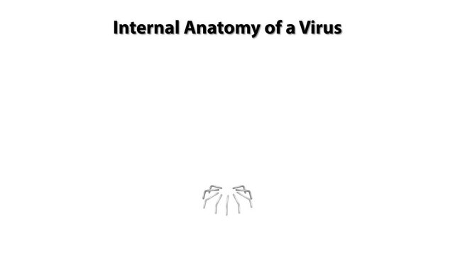 Internal Anatomy of a Virus