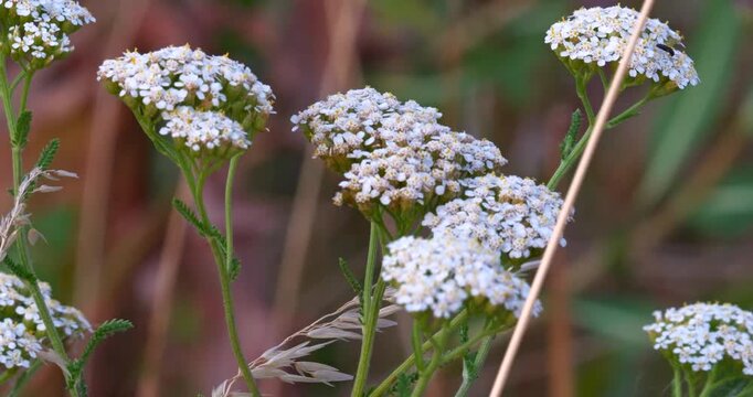 Close up of the common yarrow wild herb in full bloom, during summer in golden hour