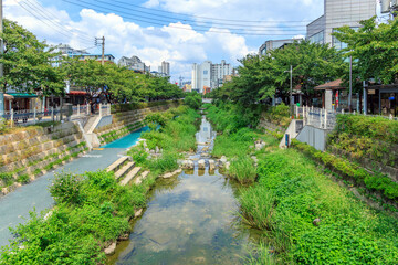 서울시 성북구 성북천의 여름