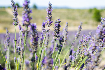 very large and expansive fields of flowering lavender with flower details
