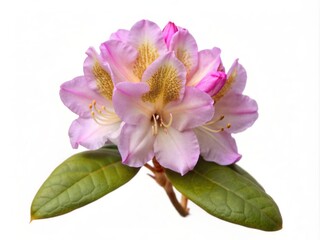 Obraz premium Delicate pink rhododendron flower with soft petals and yellow center isolated on a clean white background, showcasing its intricate details and beauty.