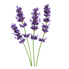 Fragrant Lavender Flowers Isolated on Transparent Background, Perfect for Aromatherapy and Decor
