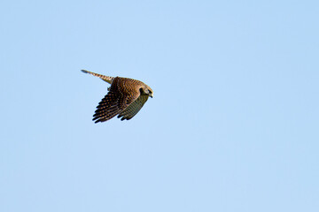 Turmfalken Weibchen bei der Jagd	