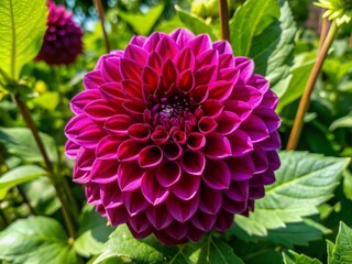 Obraz premium Vibrant purple dahlia flower with intricate petal texture blooms against lush green botanical garden foliage, capturing spring and summer's natural beauty.