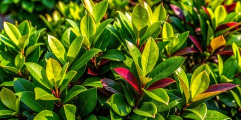 Fresh green leaves of a lush bush isolated on a pure white background, showcasing vibrant natural color and delicate texture in high contrast.