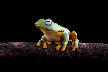 Javan tree frog on branch, flying tree frog, Rhacophorus reinwardtii