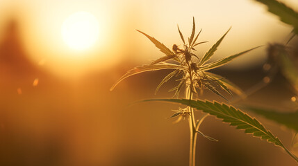Obraz premium Cannabis Plant in Sunset Glow Representing Organic Farming and Herbal Medicine