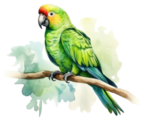 PNG Parrot animal green bird.
